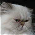 Donegal Cattery