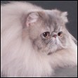 Dreamhimi Cattery