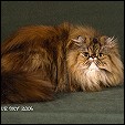 Dreamz Cattery 