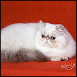 Dreamz Cattery 