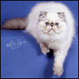 Dreamz Cattery 