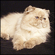 Dreamz Cattery 