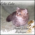 Echo Lake Napoleon Kittens Cattery