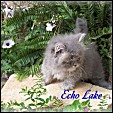   Echo Lake Napoleon Kittens Cattery