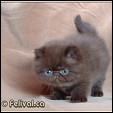 Kittens from Felival Cattery