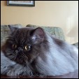 Kittens from Felival Cattery