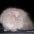 Furrbeck Persians