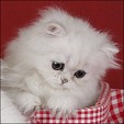 Gattopoli Cattery