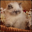 Gattopoli Cattery