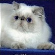 Kitty Kraze kittens