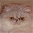 Purrsiankiss persians