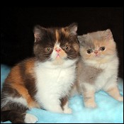 Rimer Royals Exotic Shorthair & Persians