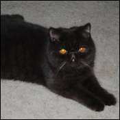 Rimer Royals Exotic Shorthair & Persians