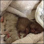 Rimer Royals Exotic Shorthair & Persians