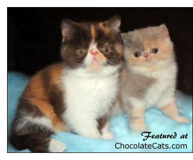 A chocolate calico Exotic Shorthair and a lilac calico Exotic Shorthair from Rimer Royals. (SilverPalms Cassius of Rimer Royals X Rimer Royals Verucas Golden Ticket). 