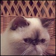 Ritzykitz Cattery