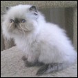 Ritzykitz Cattery