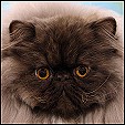 PatsQuats Persians