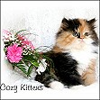 Calico Kittens