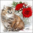 Tortoiseshell Persian Kittens