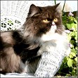 Black and White Bicolor Persian