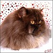Chocolate Persian