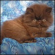 PRINCEPS SENATUS *RU Persians