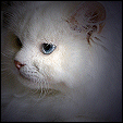 ResQMe Farms  Kittens