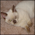 ResQMe Farms Kittens