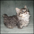  ResQMe Farms Napoleon Kittens