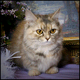   ResQMe Farms Napoleon Kittens