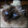 Rosevalleyrags Cattery 