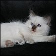 Rosevalleyrags Cattery