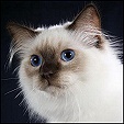 S*Abayomis Ragdoll Kittens