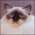 S*Abayomis Ragdoll kittens