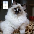 S*Evenstar's Ragdoll