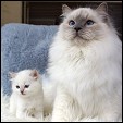 S*Evenstar's Ragdoll