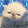 Show Felines Red Persian kitten