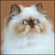Kittens from Silver Palm Cattery