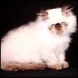 Kittens from Silver Palm Cattery