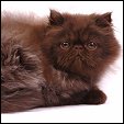 Kittens from Silver Palm Cattery