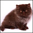 Kittens from Silver Palm Cattery