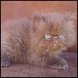 Kittens from Silver Palm Cattery
