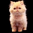 Kittens from Silver Palm Cattery