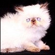 Kittens from Silver Palm Cattery