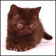 Kittens from Silver Palm Cattery