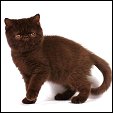 Kittens from Silver Palm Cattery