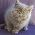 Exotic Kittens from Silver Palm Cattery