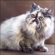 Kittens from Silver Palm Cattery