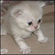 Silver Pause Burmilla kittens